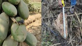 安全距離是與非！華新水泥爆破飛石遭質(zhì)疑！